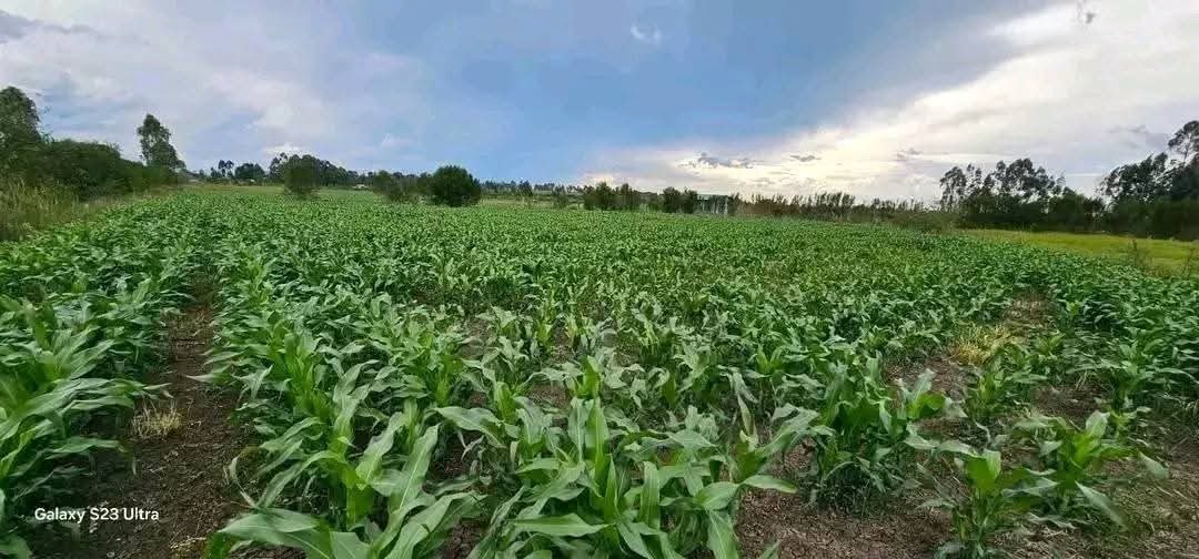 20 ACRES WITH A MODERN 5-BEDROOM HOME FOR SALE – KIPLOMBE (NEAR KAPLELACH), ELDORET