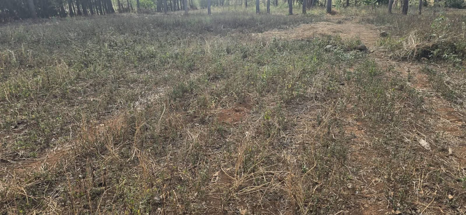 ½ ACRE RESIDENTIAL PLOT FOR SALE – CHEBARUS, KIMUMU